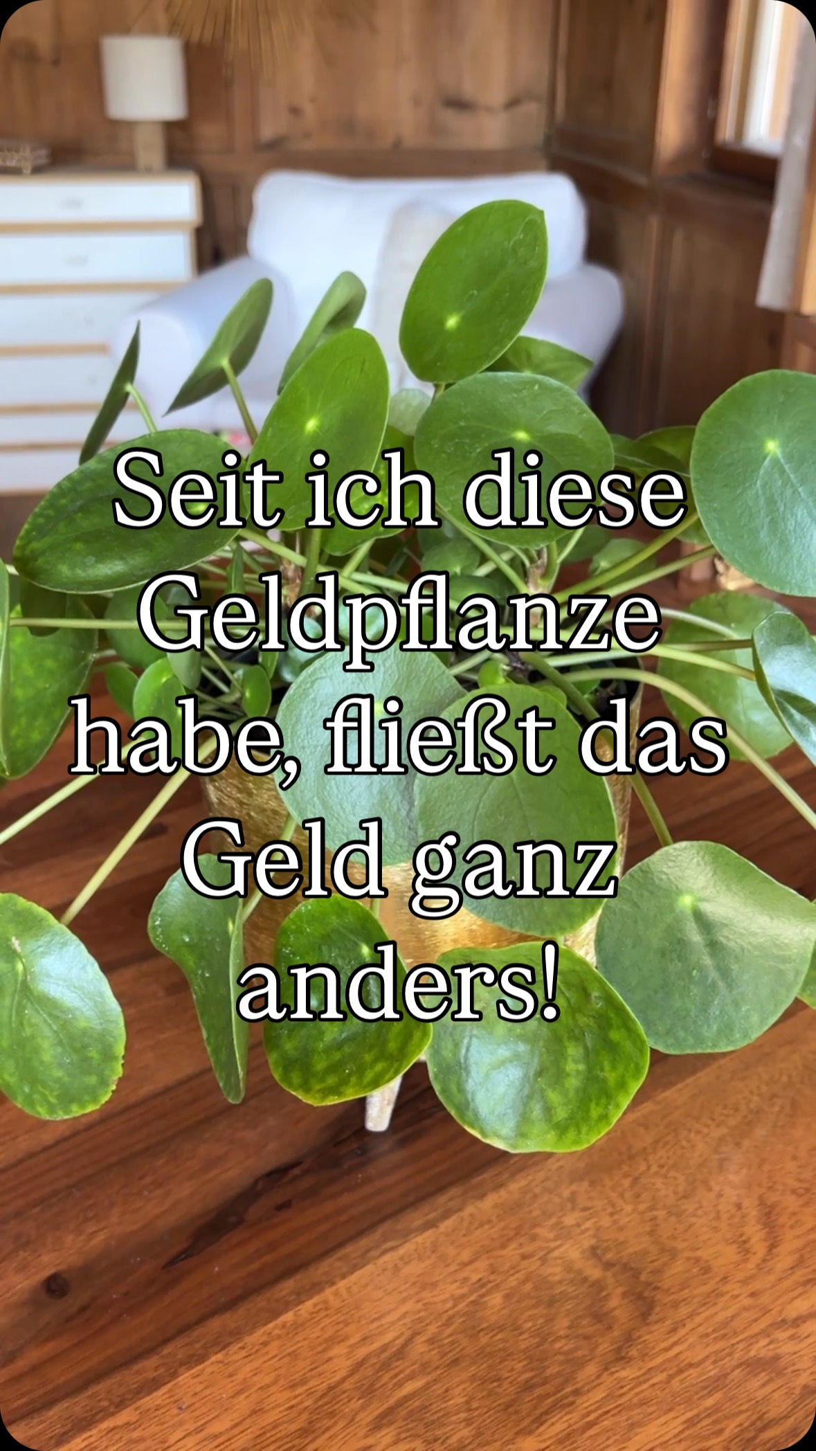 ✨ Geld-Energie aktivieren mit der Feng Shui Glückspflanze (Pilea peperomioides) ✨
Du darfst reich sein.
Du darfst empfangen.
Du darfst im Überfluss leben.

Diese kleine grüne Powerpflanze – auch Feng Shui Geldpflanze oder Pfannkuchenpflanze genannt – erinnert Dich täglich daran, dass Fülle Deine natürliche Bestimmung ist.

Der runde, üppige Wuchs ihrer Blätter steht symbolisch für Münzen – ein uraltes Zeichen für Reichtum in der Feng Shui Lehre. Und ja: Der goldene Topf verstärkt diese Energie auf magische Weise. Gold zieht Gold an.

Stell sie in Deinen Wohlstandsektor, gib ihr Deine Aufmerksamkeit, und beobachte, wie nicht nur sie, sondern auch Dein finanzielles Wachstum beginnt zu blühen.

Dein Zuhause ist Dein Spiegel.
Erlaube ihm, Fülle auszustrahlen – und Du wirst sie empfangen.

Bist Du bereit, Reichtum auf allen Ebenen willkommen zu heißen?

✨ Geld liebt Klarheit.
✨ Geld liebt Schönheit.
✨ Geld liebt Dich.

#fengshui #geldpflanze #geldmanifestieren #moneyenergy #pflanzenliebe #goldentouch #pflanzenmagie #manifestmoney #reichtum #moneyplantmagic