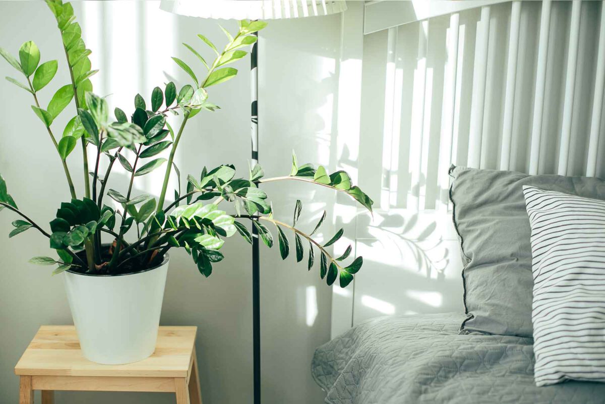 Feng Shui Pflanzen Im Schlafzimmer